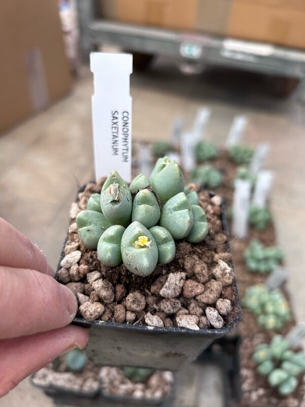 Conophytum saxetanum - vaso Ø8 cm