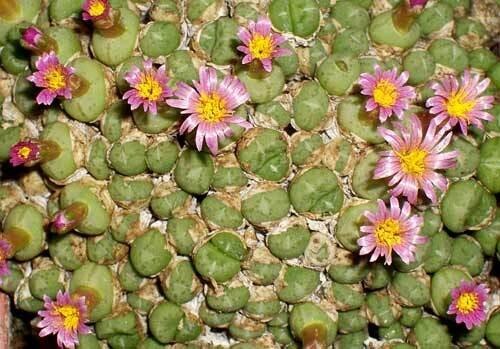 Conophytum saxetanum - vaso Ø8 cm Conophytum saxetanum - vaso Ø8 cm