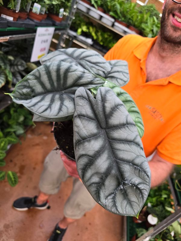 Alocasia 'Silver Dragon' - ciotola Ø17 cm