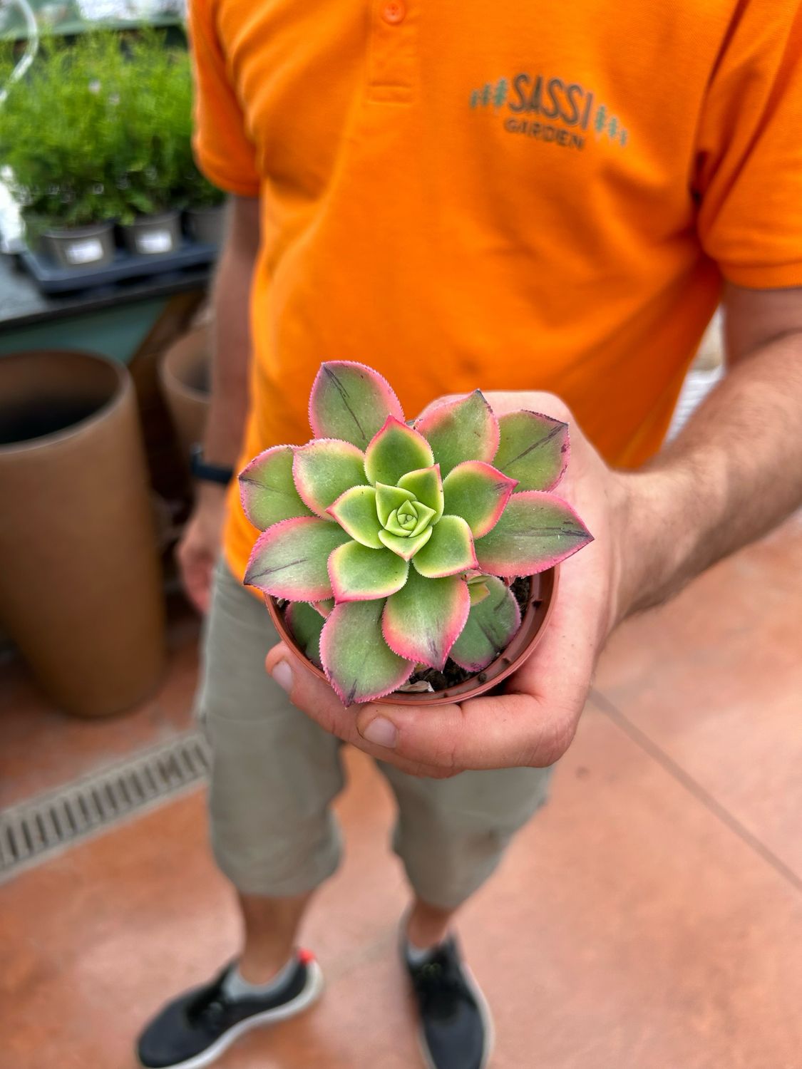 Aeonium 'Kiwi' - Kiwiniano - vaso Ø 8.5 cm Aeonium 'Kiwi' - Kiwiniano - vaso Ø 8.5 cm