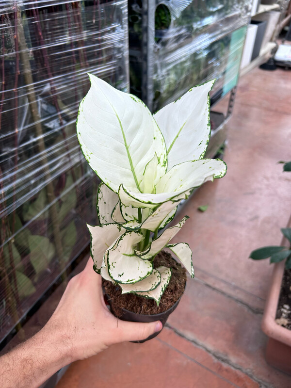 Aglaonema 'White Joy' - vaso Ø12 cm