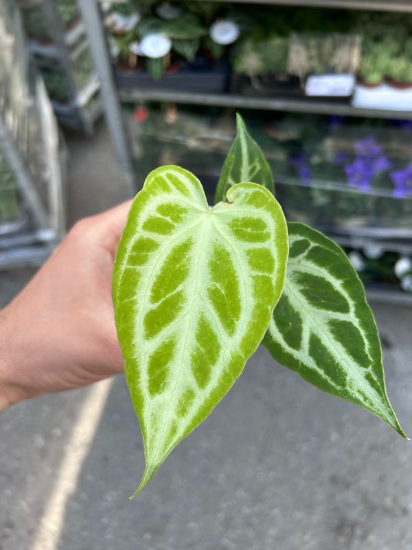 Anthurium chrystallinum 'Silver Blush', Anthurium cristallino - vaso Ø6 cm