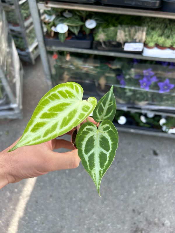Anthurium chrystallinum 'Silver Blush', Anthurium cristallino - vaso Ø6 cm