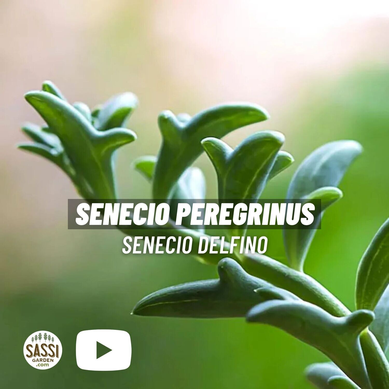Senecio Peregrinus, Senecio Delfino, Pianta Rosario - basket Ø14 cm Senecio Peregrinus, Senecio Delfino, Pianta Rosario - basket Ø14 cm