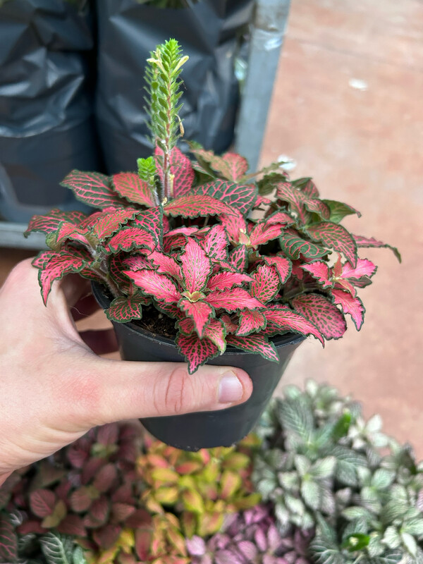 Fittonia 'Forest Flame' - vaso Ø12 cm