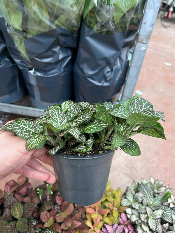 Fittonia albivenis 'Pink Angel' - vaso Ø12 cm