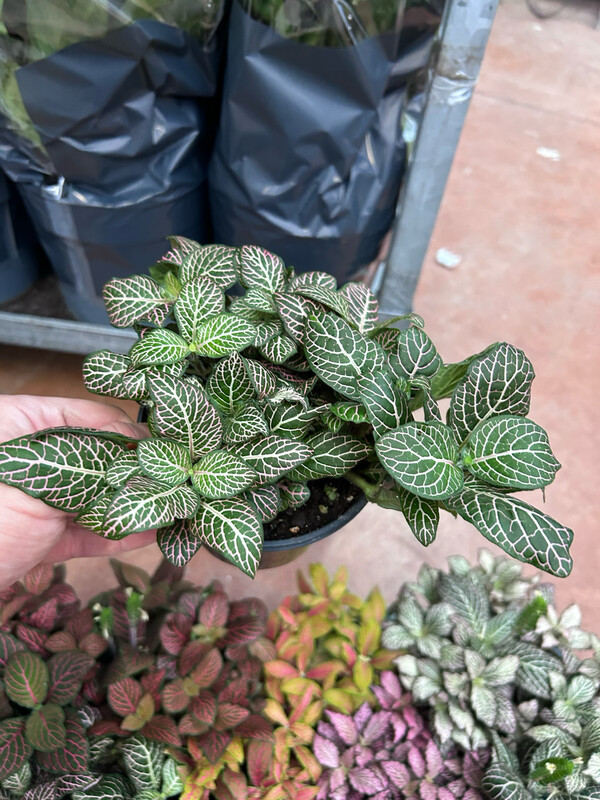 Fittonia albivenis 'Pink Angel' - vaso Ø12 cm Fittonia albivenis 'Pink Angel' - vaso Ø12 cm