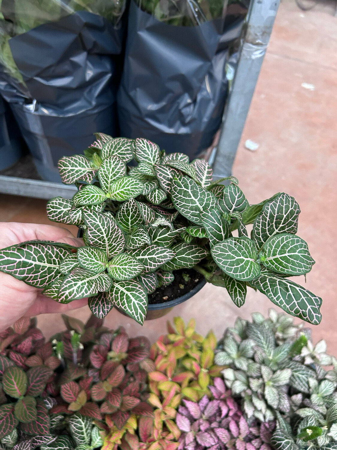 Fittonia albivenis 'Pink Angel' - vaso Ø12 cm