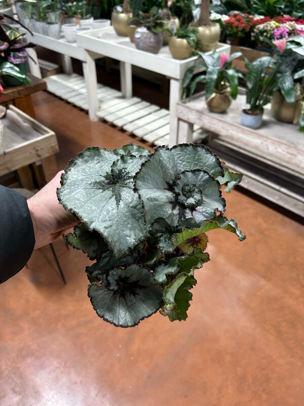 Begonia rex 'Escargot' - vaso Ø15 cm