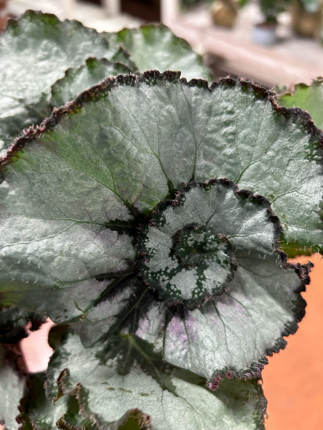 Begonia rex 'Escargot' - vaso Ø12 cm