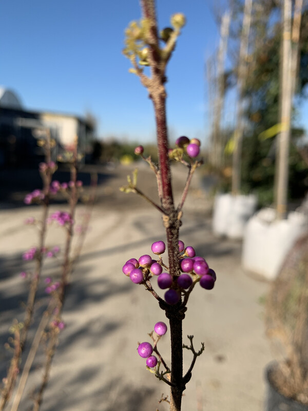 Callicarpa Bodinieri - vaso Ø18 cm trav