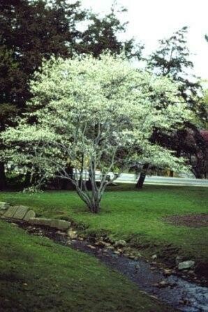 Amelanchier lamarckii, Corbezzolo americano - vaso Ø18 cm
