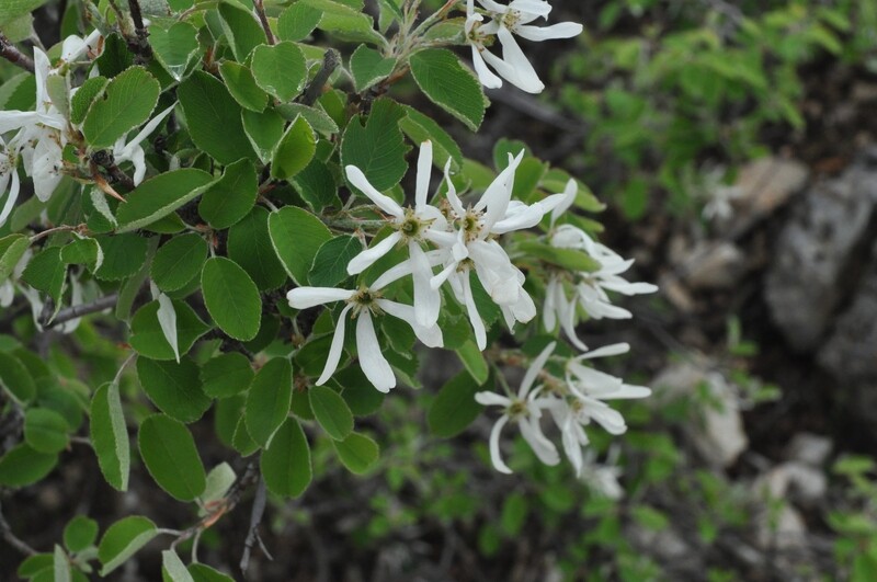 Amelanchier lamarckii, Corbezzolo americano - vaso Ø18 cm