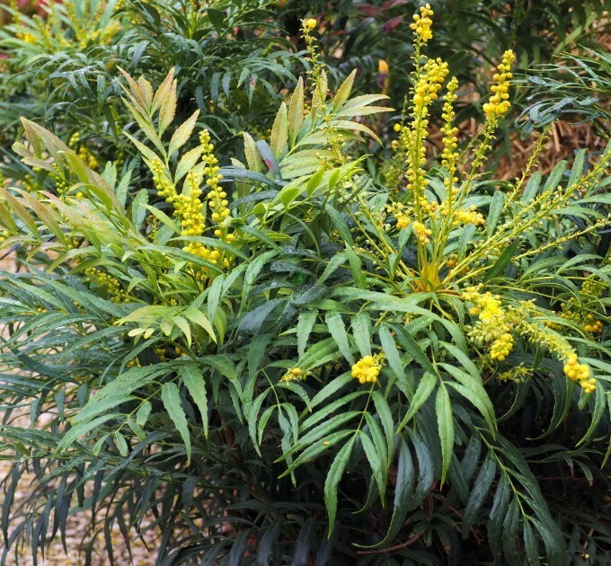 Mahonia eurybracteata subsp. 'Sweet Winter' - vaso Ø18 cm