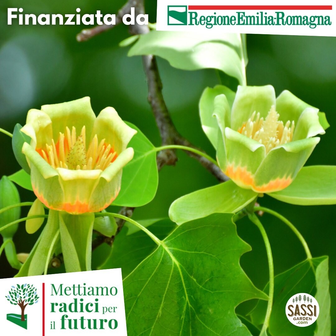 MRPF Liriodendron Tulipifera, Albero dei Tulipani, Liriodendro - ALBERO IN VASO ALTO> 1,5 m