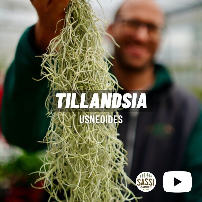 Tillandsia usneoides - lunghezza 80 cm Tillandsia usneoides - lunghezza 80 cm