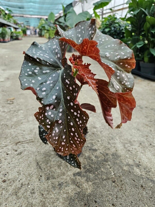 Begonia Cracklin Rosie - vaso Ø12 cm
