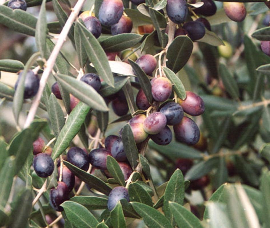 Ulivo Leccino, Olivo, Olea Europaea var. Leccino - vaso 15x15 cm Ulivo Leccino, Olivo, Olea Europaea var. Leccino - vaso 15x15 cm
