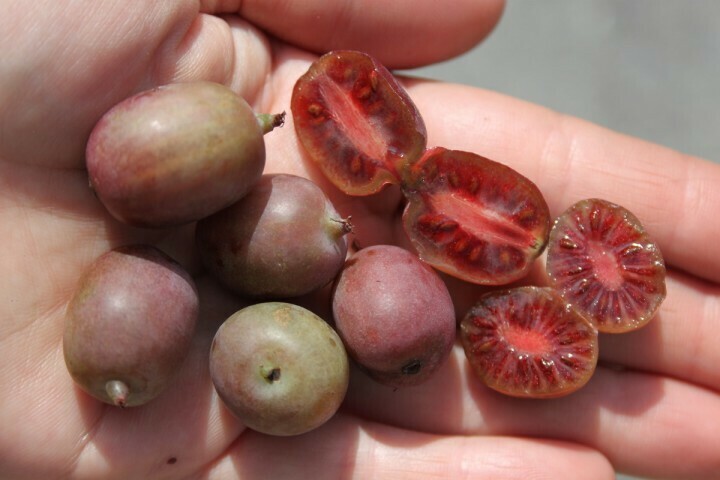 Actinidia Arguta Mini-kiwi Ken's Red, Kiwi Rosso senza pelo - vaso Ø15 cm, h 50 cm