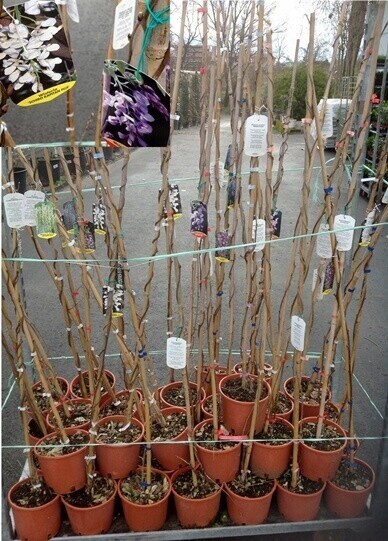 Glicine rosa, Wisteria sinensis 'Rosea' - vaso Ø18 cm, h 200 cm (innestato)