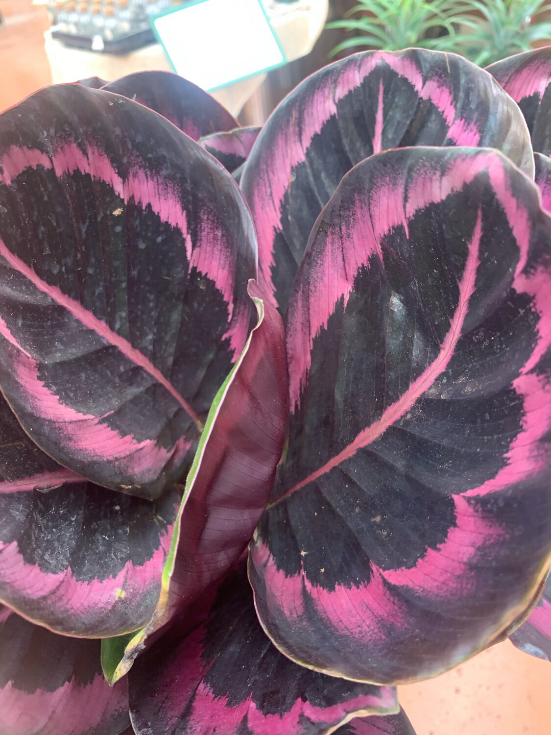 Calathea roseopicta 'Dottie' - vaso Ø6 cm