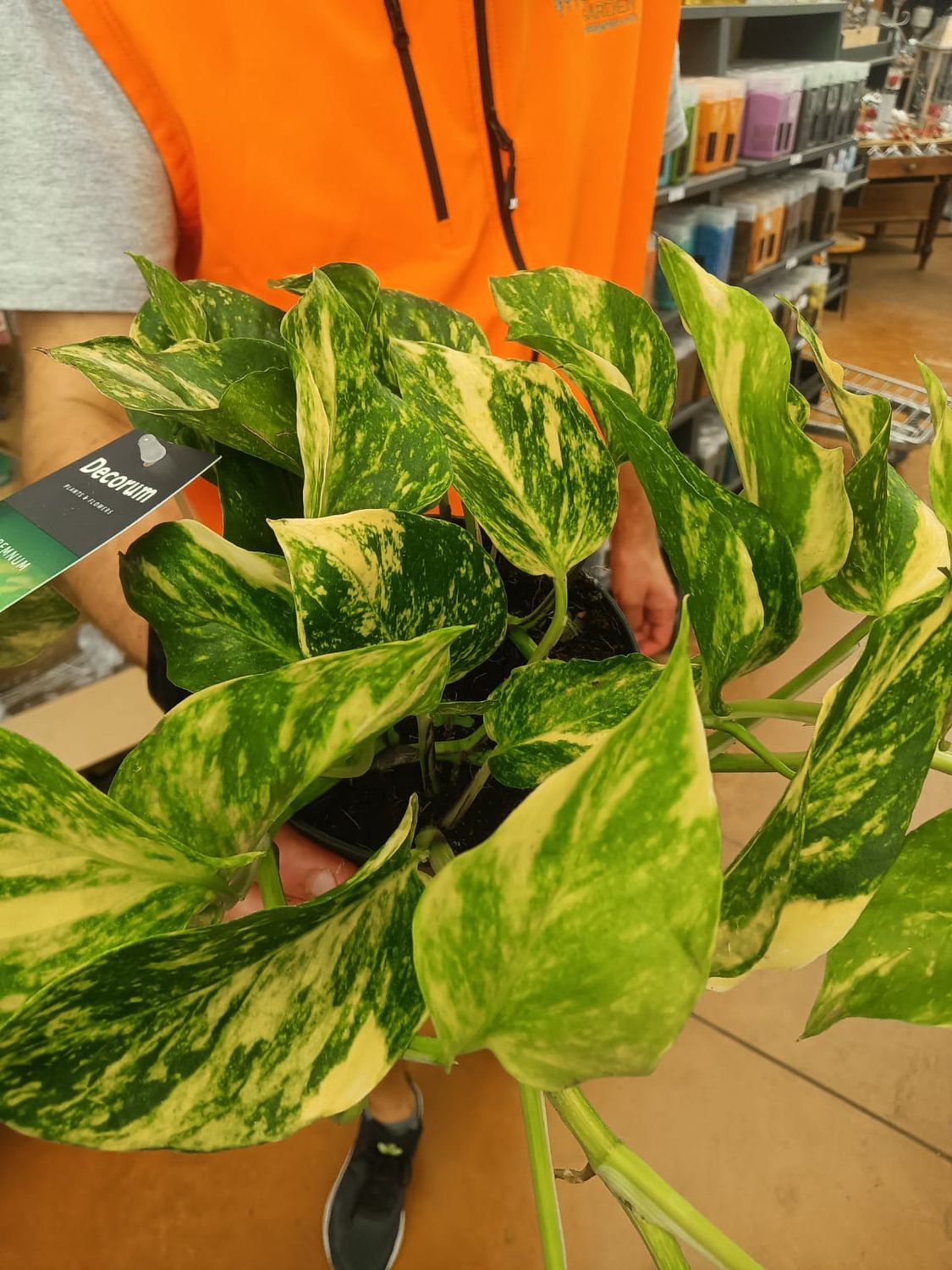 Pothos N'joy Gold, Epipremnum pinnatum, Potus, Potos, Pothos, Photus - vaso Ø12 cm Pothos N'joy Gold, Epipremnum pinnatum, Potus, Potos, Pothos, Photus - vaso Ø12 cm