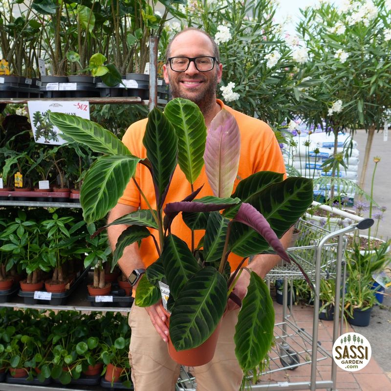 Calathea warscewiczii - vaso Ø19 cm