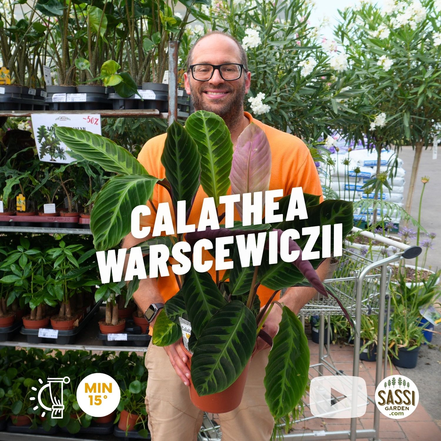 Calathea warscewiczii - vaso Ø19 cm Calathea warscewiczii - vaso Ø19 cm