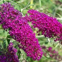 Buddleja davidii  ' Nanho purple ' , albero delle farfalle nano viola  - vaso Ø18 cm
