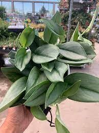 Scindapsus treubii 'Moonlight' - Potus, Potos, Pothos, Photus - vaso Ø12 cm