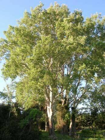 Populus Alba, Pioppo Bianco/Gattice/Albera - vaso 18 h 130