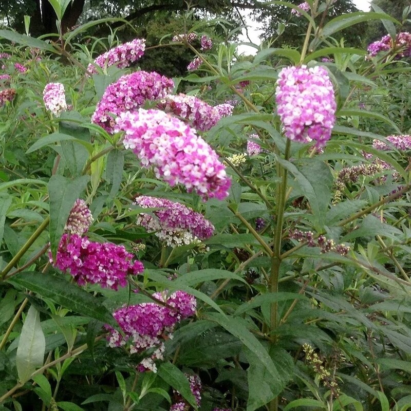 Buddleja 'Berries and Cream', Albero delle farfalle - vaso Ø18 cm