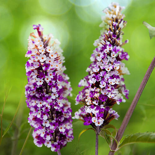 Buddleja 'Berries and Cream', Albero delle farfalle - vaso Ø18 cm