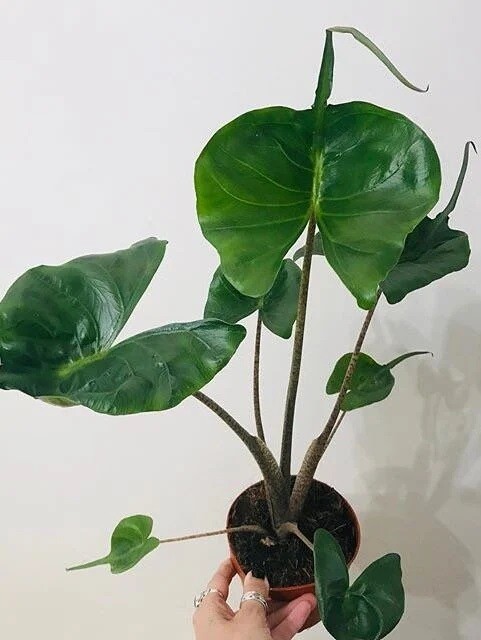 Alocasia macrorrhizos 'Stingray' - vaso Ø14 cm Alocasia macrorrhizos 'Stingray' - vaso Ø14 cm