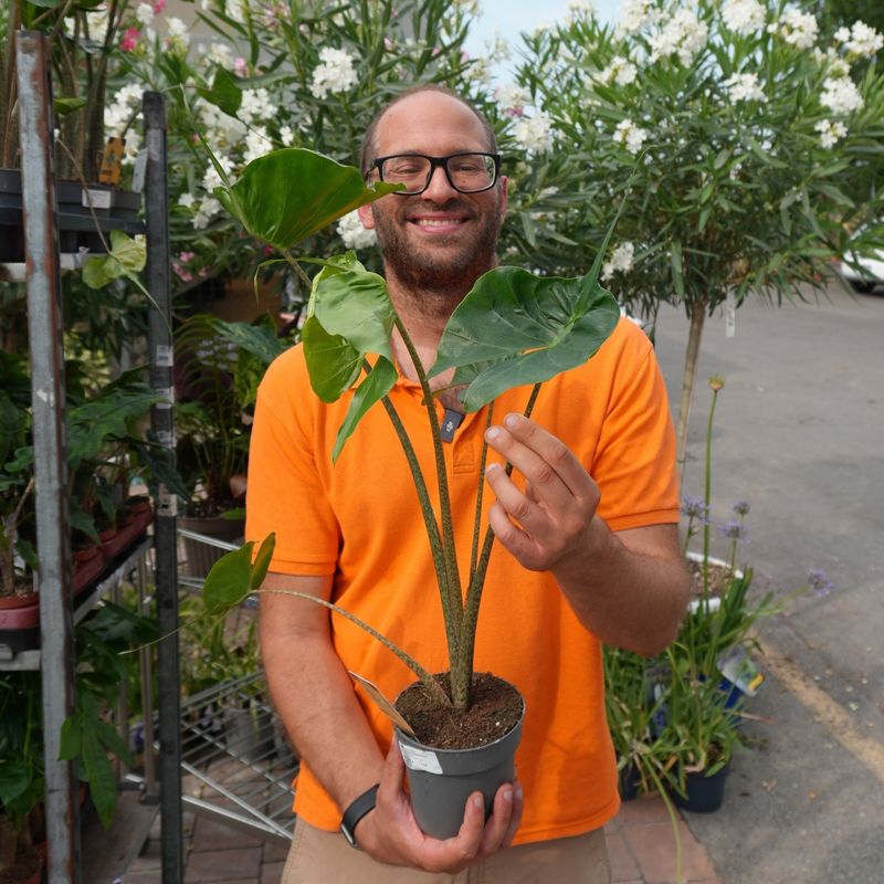 Alocasia macrorrhizos 'Stingray' - vaso Ø14 cm