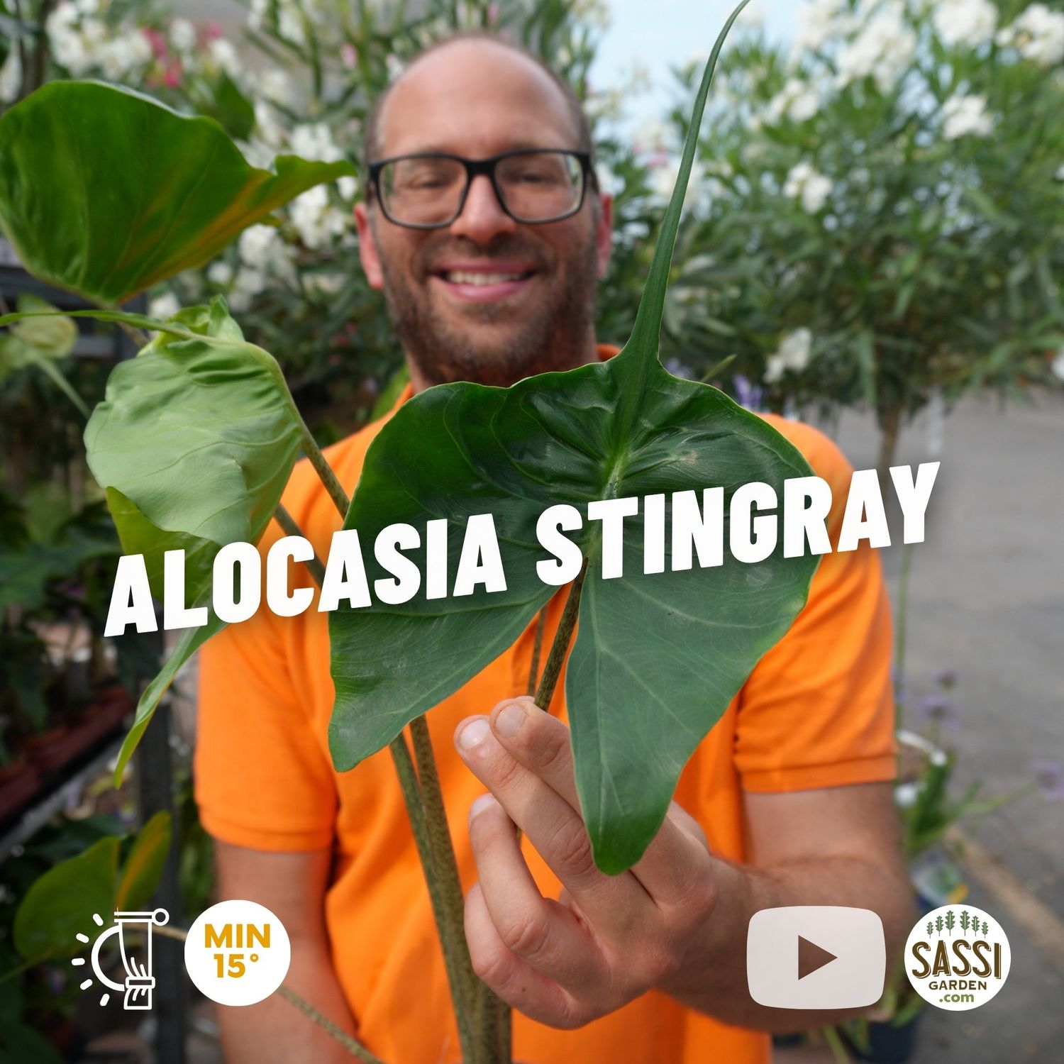 Alocasia macrorrhizos 'Stingray' - vaso Ø14 cm