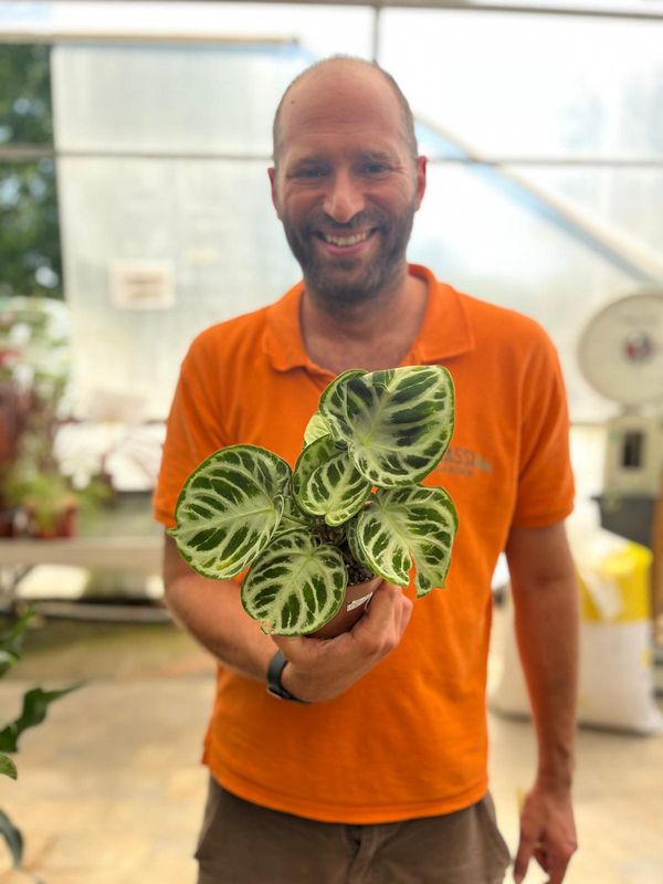 Anthurium Dorayaki - vaso Ø12 cm