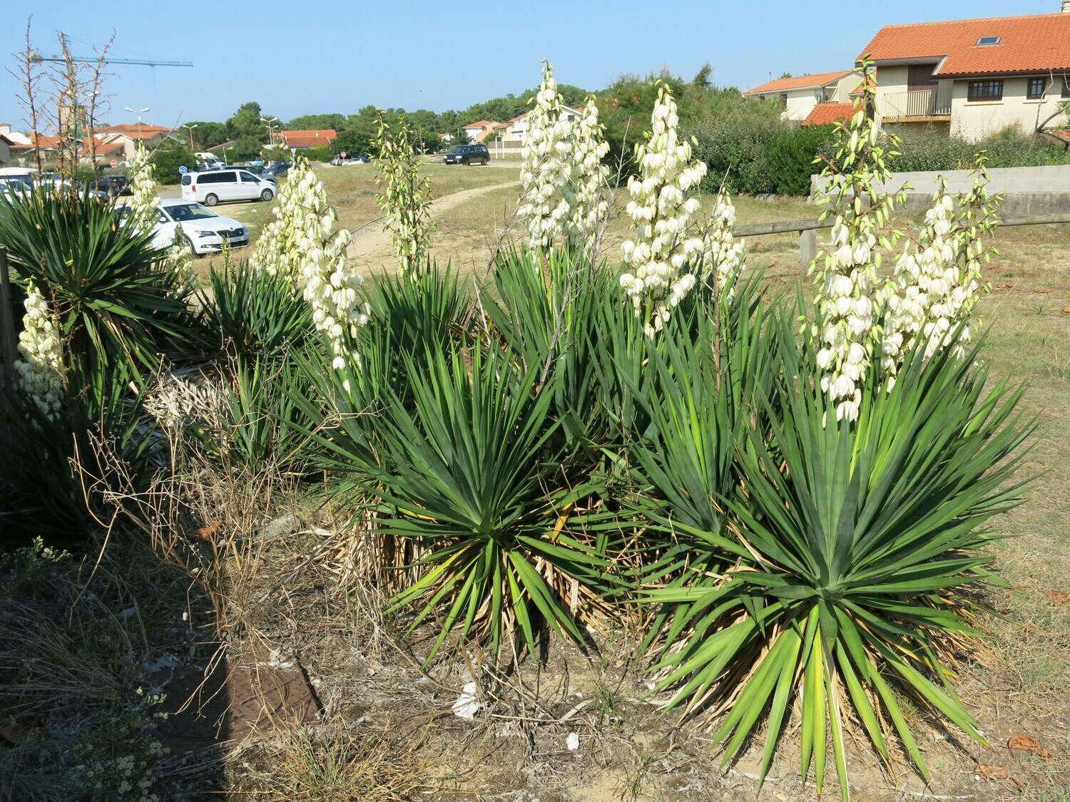 Yucca Filamentosa - vaso Ø17 cm Yucca Filamentosa - vaso Ø17 cm