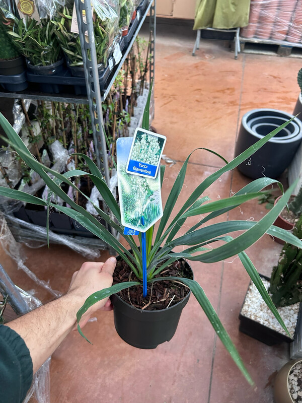 Yucca Filamentosa - vaso Ø17 cm