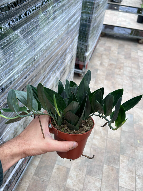 Scindapsus 'Treubii nearly black', Potus, Potos, Pothos, Photus - vaso Ø12 cm
