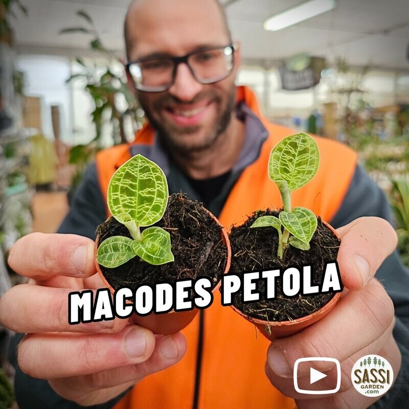 Macodes petola, Orchidea gioiello - vaso Ø6 cm