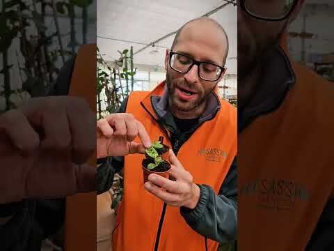 Macodes petola, Orchidea gioiello - vaso Ø6 cm