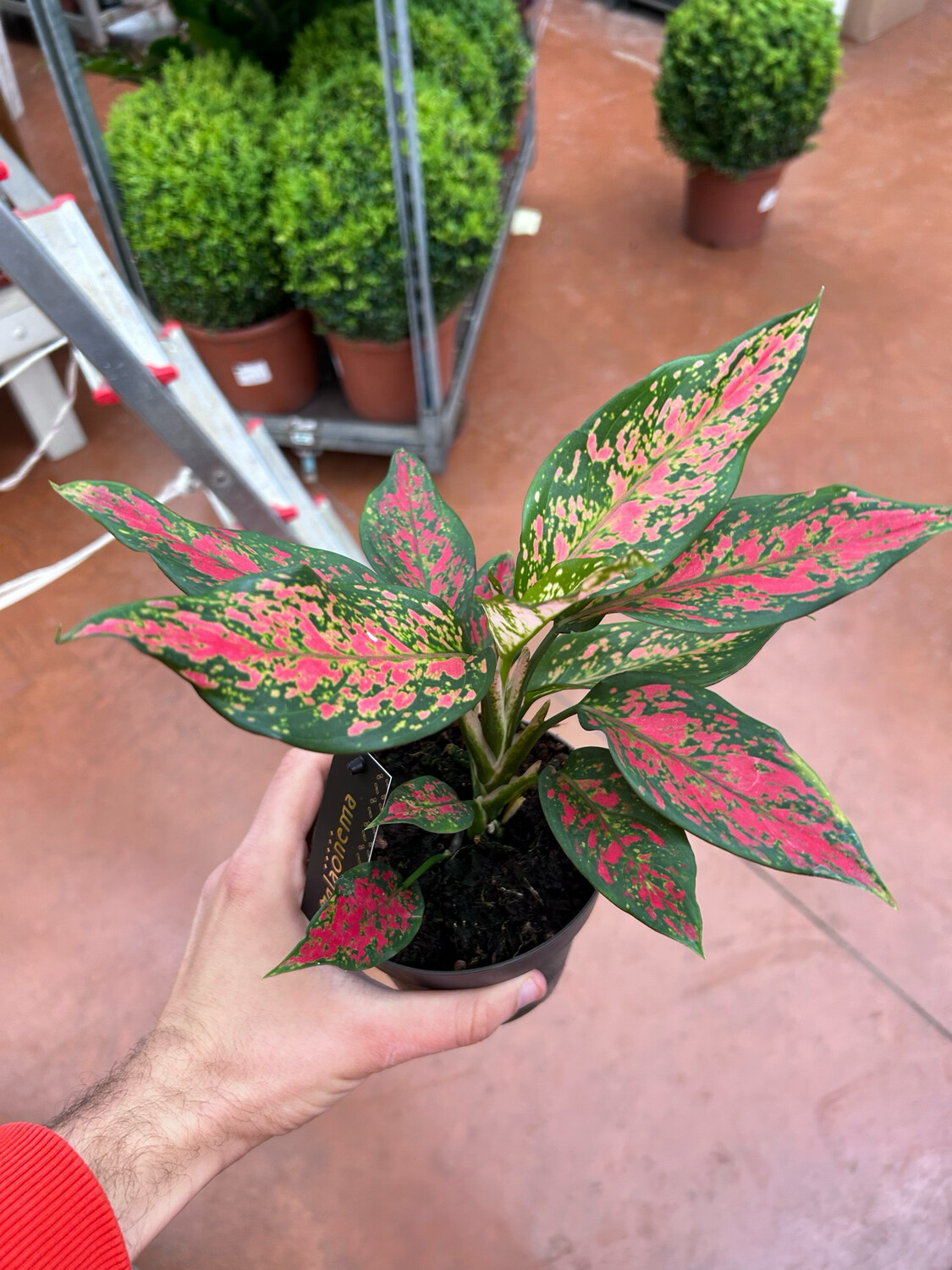 Aglaonema Strawberry Baby - vaso Ø12 cm Aglaonema Strawberry Baby - vaso Ø12 cm