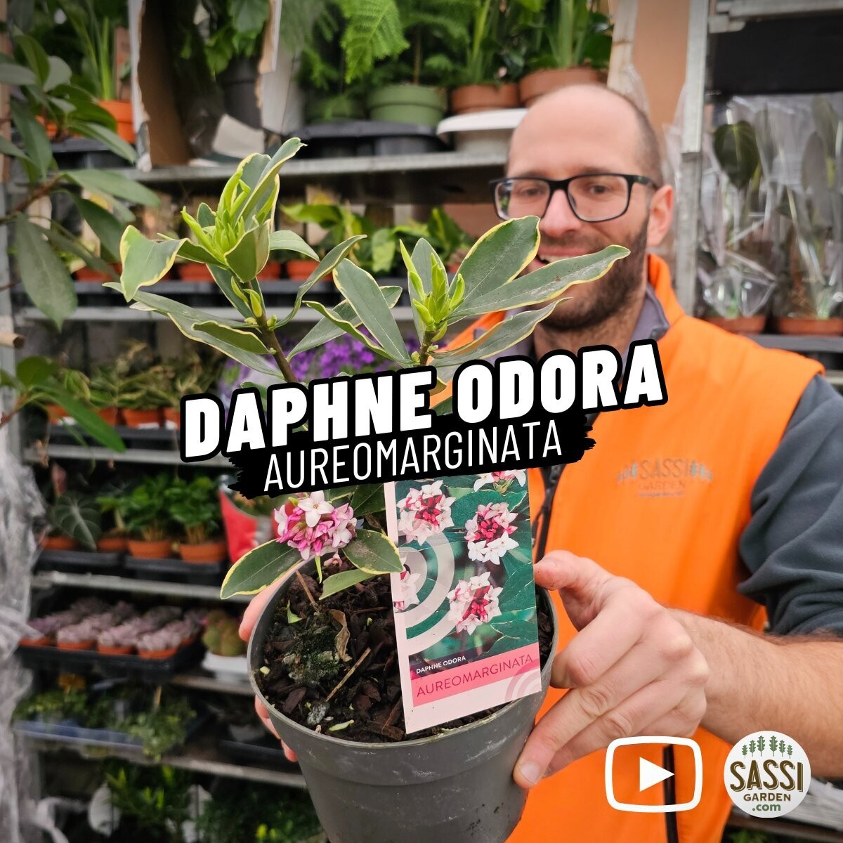 Daphne odora, Dafne Odorosa 'Aureomarginata' - vaso Ø17 cm Daphne odora, Dafne Odorosa 'Aureomarginata' - vaso Ø17 cm