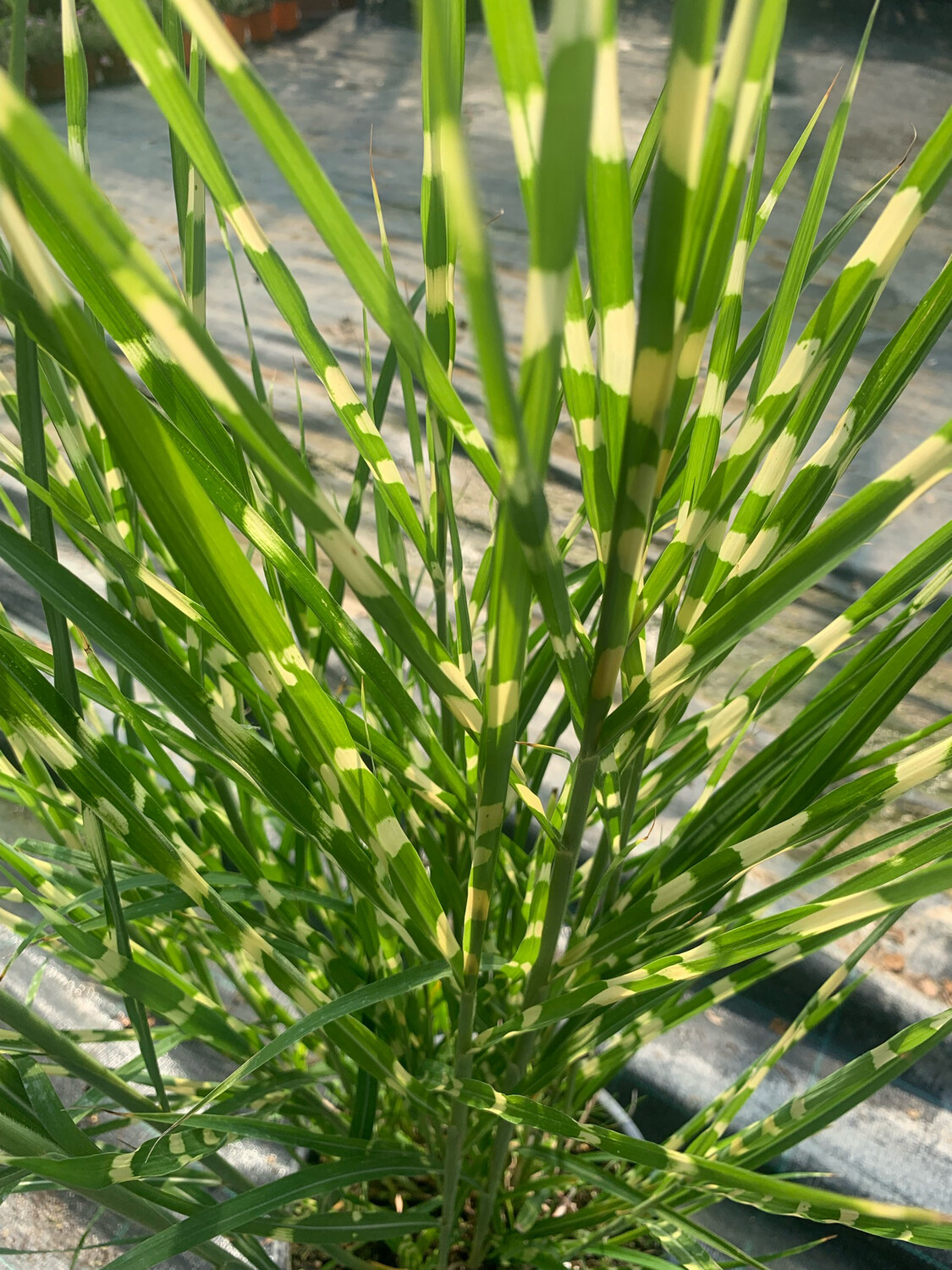 Miscanthus sinensis 'Zebrinus' - vaso Ø17 cm