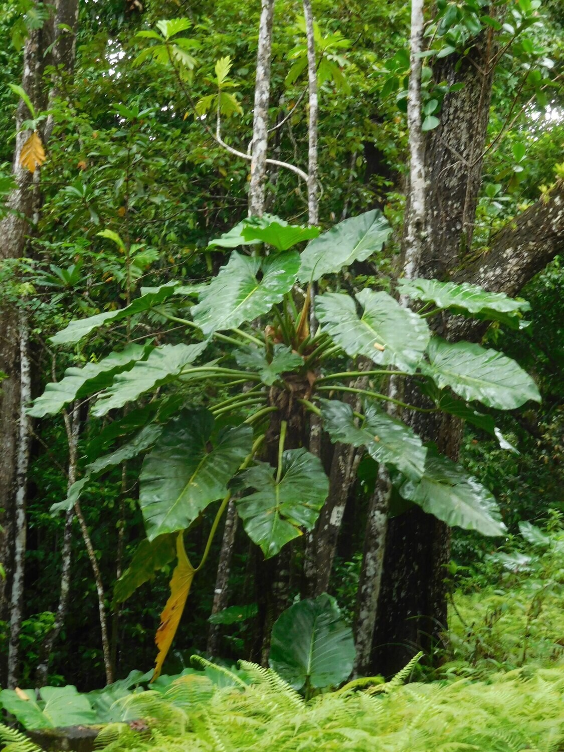 Philodendron Giganteum, Filodendro - vaso Ø14 cm Philodendron Giganteum, Filodendro - vaso Ø14 cm