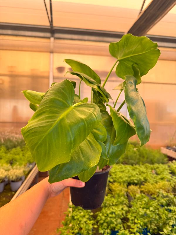 Philodendron Giganteum, Filodendro - vaso Ø14 cm