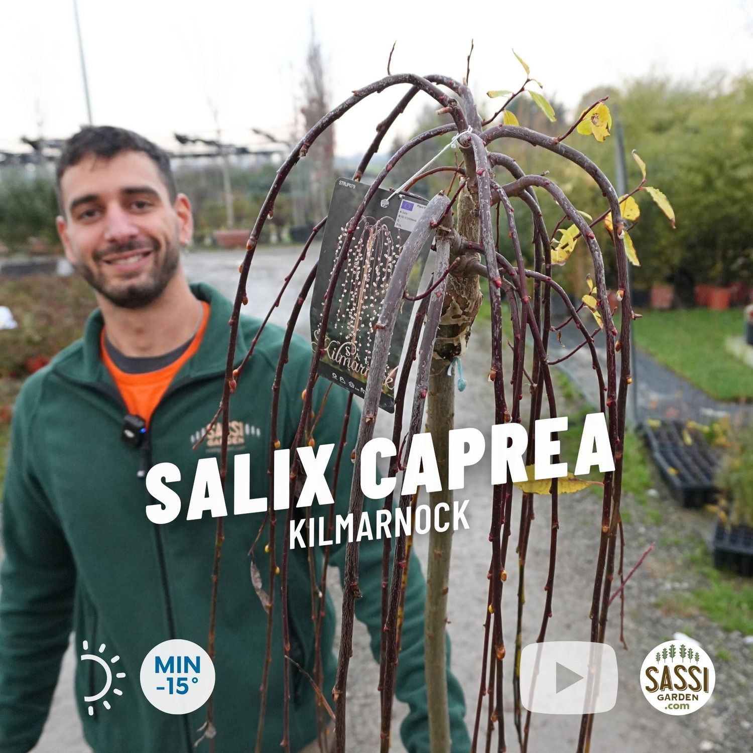 Salix caprea 'Kilmarnock', Salice Pendula - vaso Ø21 cm, h 120 cm Salix caprea 'Kilmarnock', Salice Pendula - vaso Ø21 cm, h 120 cm