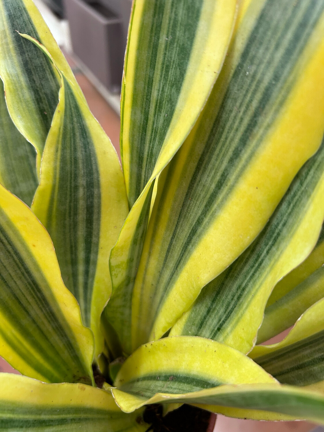 Sansevieria aubrytiana 'Yellowstone' - vaso Ø14 cm, h 50 cm Sansevieria aubrytiana 'Yellowstone' - vaso Ø14 cm, h 50 cm