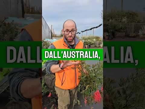 Grevillea 'Poorinda Rondeau' - vaso Ø24 cm